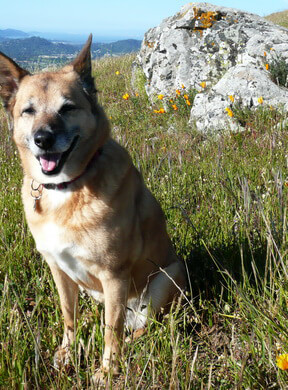 Bronte the dog