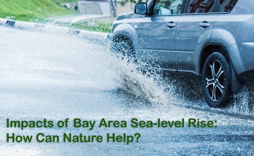 Kahl Consultants - Enviromental Forum of Marin Impacts of Bay Area Sea level Rise